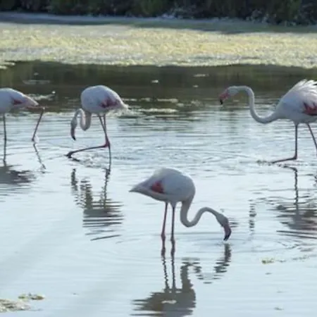 La D'ariane-piscine-jaccuzi-15 Mn 别墅